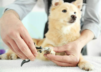 Pet Grooming Salon