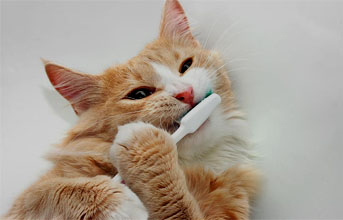 cat grooming dubai